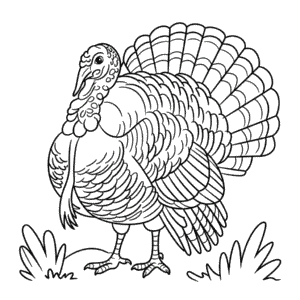 Disegno di Tacchino Dettagliato da Colorare