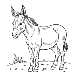 Disegno di Asino Realistico da Colorare